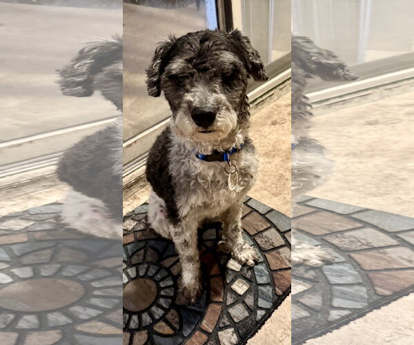 Medium Photo #4 Poodle (Miniature) Puppy For Sale in Boca Raton, FL, USA