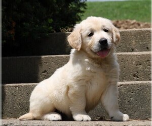 Golden Retriever Puppy for sale in FREDERICKSBG, OH, USA