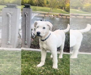Labrador Retriever-Unknown Mix Dogs for adoption in Dana Point, CA, USA