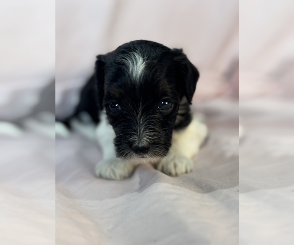 Medium Photo #14 Bernedoodle (Miniature) Puppy For Sale in LONGMONT, CO, USA