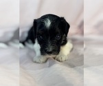 Oreo - Female Bernedoodle (Miniature) Puppy for Sale - Photo #14