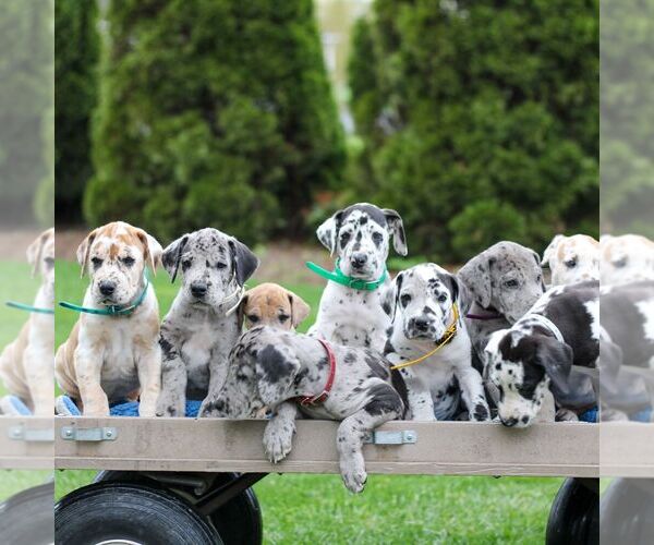 Medium Photo #2 Great Dane Puppy For Sale in LITITZ, PA, USA