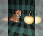 Small #10 Morkie