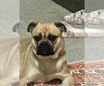 Small Pug Mix