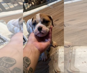 Olde English Bulldogge Puppy for sale in JEANNETTE, PA, USA
