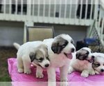 Small Photo #2 Great Pyrenees Puppy For Sale in HOSCHTON, GA, USA