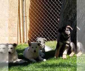 German Shepherd Dog Puppy for sale in HUACHUCA CITY, AZ, USA