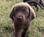 Small Photo #1 Labrador Retriever Puppy For Sale in GONZALES, TX, USA