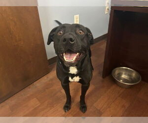 Labrador Retriever Dogs for adoption in Ocala, FL, USA