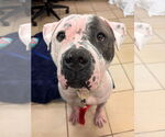 Small #1 American Bulldog Mix