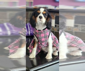 Cavalier King Charles Spaniel Dogs for adoption in SACRAMENTO, CA, USA