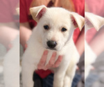 Puppy Helios German Shepherd Dog