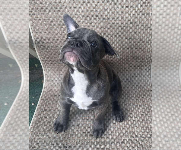 Medium Photo #4 French Bulldog Puppy For Sale in TAMPA, FL, USA