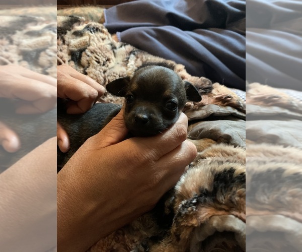 Medium Photo #1 Chihuahua Puppy For Sale in STILLWATER, OK, USA