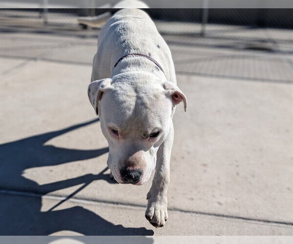 Medium Photo #1 American Staffordshire Terrier Puppy For Sale in Denver, CO, USA