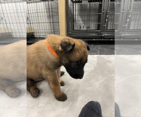 Medium Photo #101 Belgian Malinois Puppy For Sale in REESEVILLE, WI, USA
