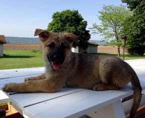 German Shepherd Dog Puppy for sale in GRATZ, PA, USA