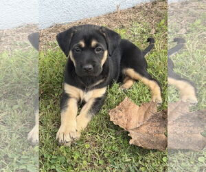 Australian Shepherd-Unknown Mix Dogs for adoption in Valrico, FL, USA