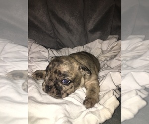 French Bulldog Puppy for sale in MIAMI, FL, USA