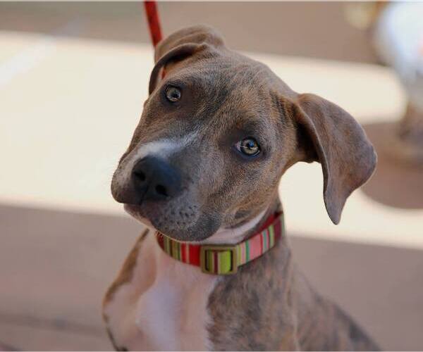 Medium Photo #19 American Staffordshire Terrier Puppy For Sale in San Diego, CA, USA