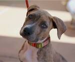 Small #18 American Staffordshire Terrier