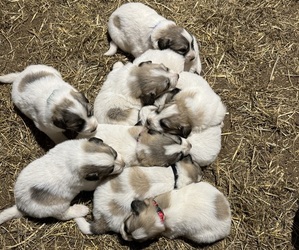Great Pyrenees Litter for sale in CHRISTIANA, TN, USA