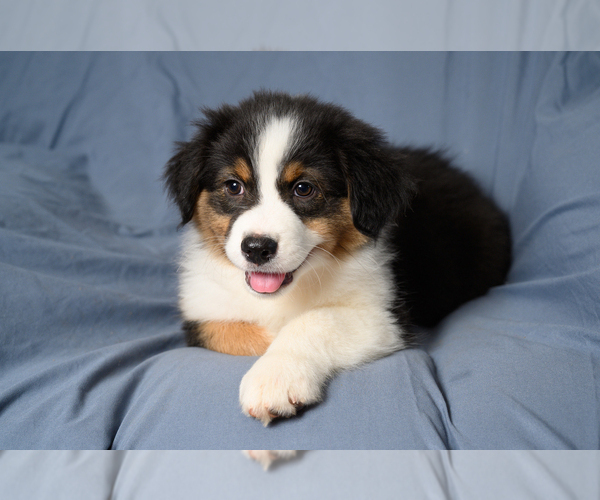 Medium Photo #1 Australian Shepherd Puppy For Sale in ROCKY MOUNT, VA, USA