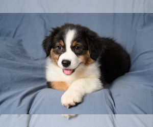 Australian Shepherd Puppy for sale in ROCKY MOUNT, VA, USA