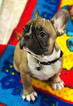Small Photo #10 French Bulldog Puppy For Sale in BAY VIEW, WI, USA