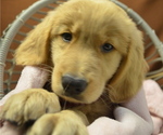 Small Photo #1 Golden Retriever Puppy For Sale in PATERSON, NJ, USA