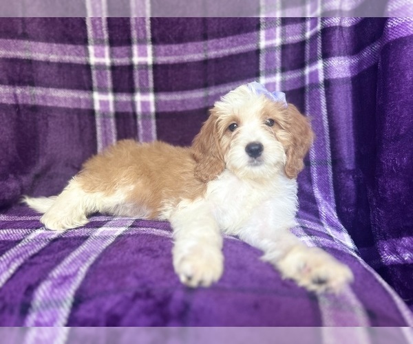 Medium Photo #3 Cavapoo Puppy For Sale in LAKELAND, FL, USA