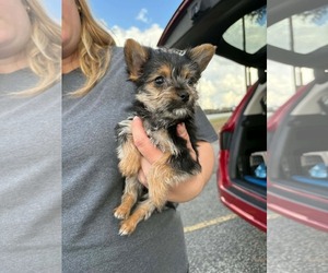 Chihuahua-Unknown Mix Dogs for adoption in pomfret, CT, USA