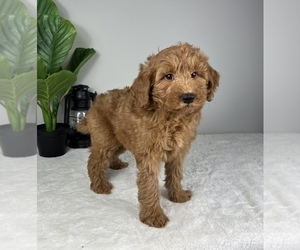 Goldendoodle (Miniature) Puppy for sale in FRANKLIN, IN, USA