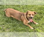 Small #6 Dachshund Mix