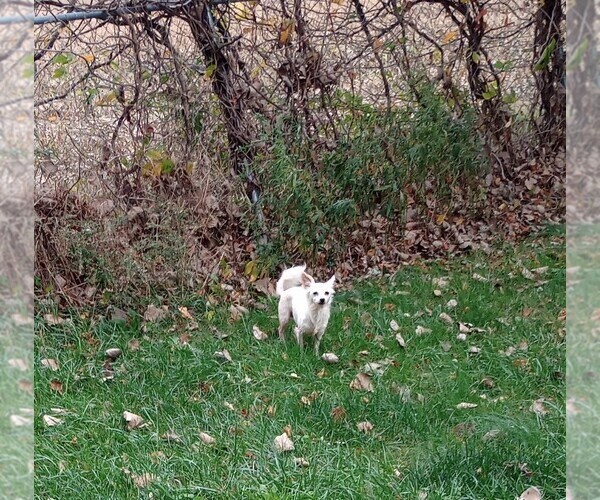 Medium Photo #1 Chihuahua Puppy For Sale in DAYTON, OH, USA