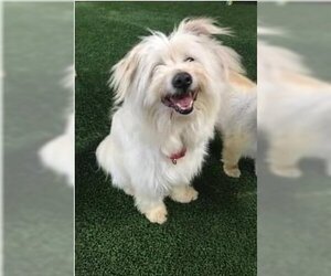 Pom-A-Poo Dogs for adoption in Van Nuys, CA, USA