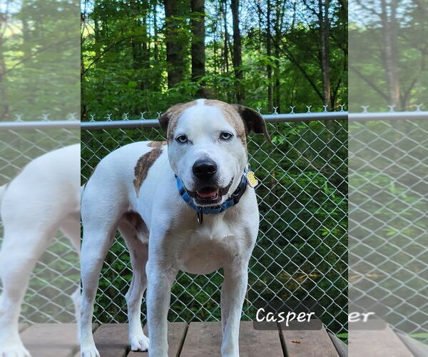 Medium Photo #9 Boxer-Catahoula Leopard Dog Mix Puppy For Sale in Ellijay, GA, USA