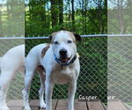 Small #8 Boxer-Catahoula Leopard Dog Mix