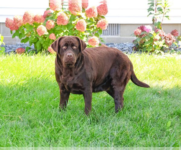 Medium Photo #2 Labrador Retriever Puppy For Sale in SYRACUSE, IN, USA