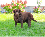 Small #1 Labrador Retriever