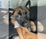 Small #44 Belgian Malinois