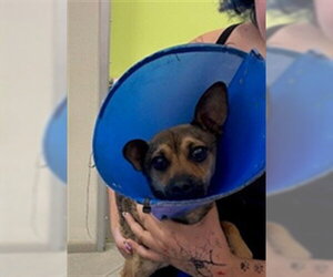Chihuahua Dogs for adoption in Rancho Cucamonga, CA, USA
