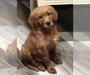 Golden Retriever-Poodle (Toy) Mix Puppy for Sale in NEWPORT BEACH, California USA