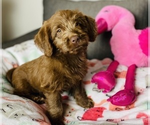 Labradoodle Puppy for sale in GREENWOOD, IN, USA