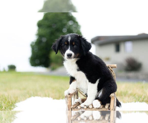 Medium Photo #2 Miniature Australian Shepherd Puppy For Sale in WARSAW, IN, USA