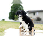 Small Photo #2 Miniature Australian Shepherd Puppy For Sale in WARSAW, IN, USA