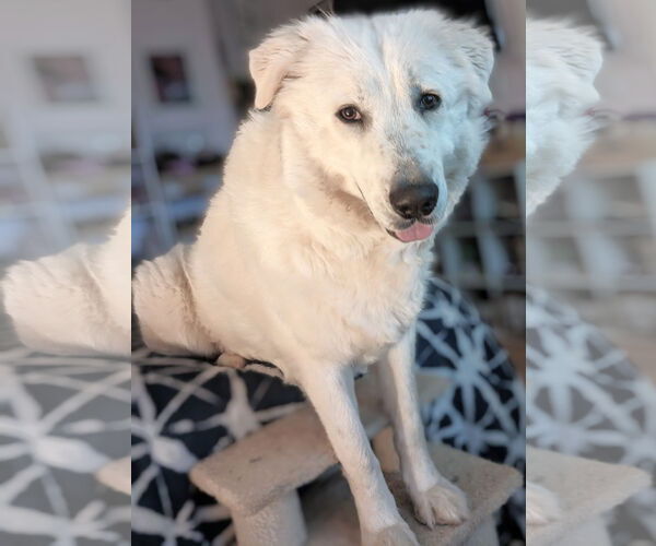 Medium Photo #15 Great Pyrenees Puppy For Sale in Spring, TX, USA