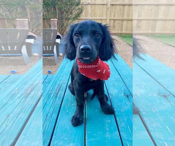 Medium Photo #5 Spanador Puppy For Sale in Fort Worth, TX, USA