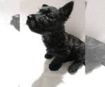 Small Photo #4 Scottish Terrier Puppy For Sale in WHITEWOOD, SD, USA