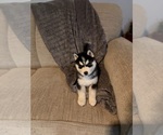 Small #2 Siberian Husky
